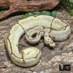Yearling Male OD Fire Spider Clown Ball Python #J29 (Python regius) For Sale - Underground Reptiles