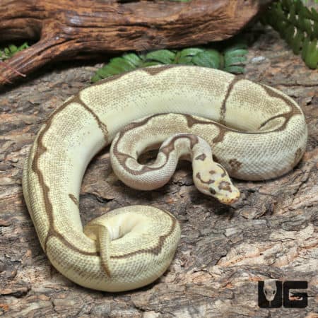 Yearling Male OD Fire Spider Clown Ball Python #J29 (Python regius) For Sale - Underground Reptiles