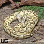 Yearling Male OD Pastel Fire Clown Ball Python #J37 (Python regius) For Sale - Underground Reptiles