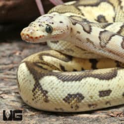 Yearling Male OD Pastel Fire Clown Ball Python #J37 (Python regius) For Sale - Underground Reptiles
