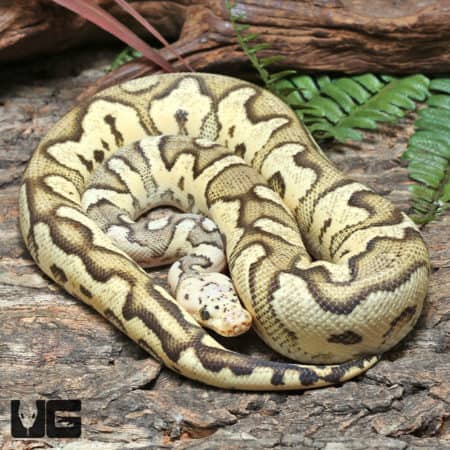 Yearling Male OD Pastel Fire Clown Ball Python #J37 (Python regius) For Sale - Underground Reptiles