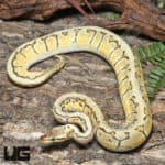 Yearling Male OD Pastel Pinstripe Het Clown Ball Python #J28 (Python regius) For Sale - Underground Reptiles