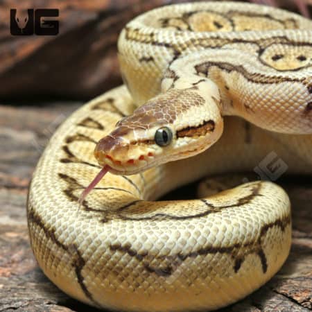 Yearling Male OD Pastel Pinstripe Het Clown Ball Python #J28 (Python regius) For Sale - Underground Reptiles