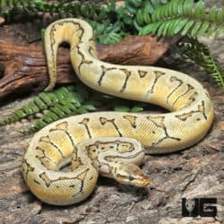 Yearling Male OD Pastel Pinstripe Het Clown Ball Python #J28 (Python regius) For Sale - Underground Reptiles