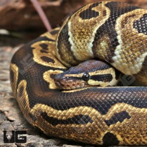 Ball Pythons For Sale - Underground Reptiles