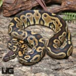 2021 Male OD Ultra-Mel Het Cryptic Ball Python (Proven) #J49 (Python regius) For Sale - Underground Reptiles