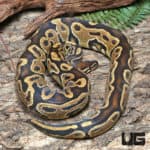2021 Male OD Ultra-Mel Het Cryptic Ball Python (Proven) #J49 (Python regius) For Sale - Underground Reptiles