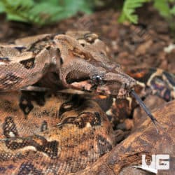 Onyx 50% Het Blood Gilbert T+ Central American Boas (Boa constrictor imperator) For Sale - Underground Reptiles
