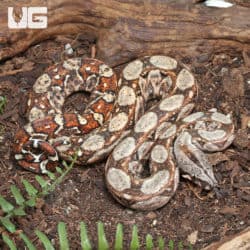 Female Hypo Onyx 50% Het Gilbert T+ Central American Boa #B22 (Boa constrictor imperator) For Sale - Underground Reptiles