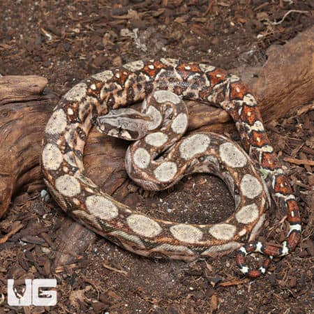 Female Hypo Onyx 50% Het Gilbert T+ Central American Boa #B22 (Boa constrictor imperator) For Sale - Underground Reptiles