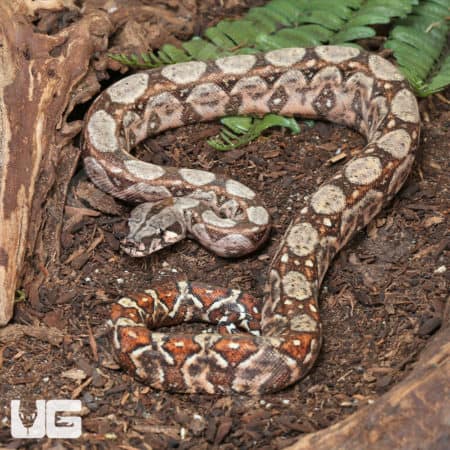 Female Hypo Onyx 50% Het Gilbert T+ Central American Boa #B22 (Boa constrictor imperator) For Sale - Underground Reptiles