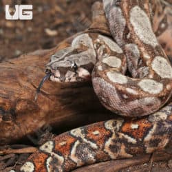 Female Hypo Onyx 50% Het Gilbert T+ Central American Boa #B22 (Boa constrictor imperator) For Sale - Underground Reptiles