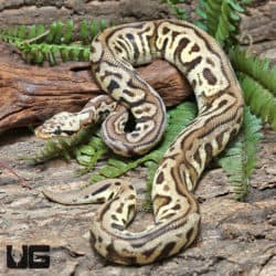 Yearling Male Pastel Leopard Spotnose Het Clown Ball Python #J41 (Python regius) For Sale - Underground Reptiles