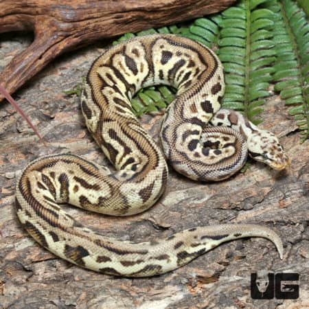 Yearling Male Pastel Leopard Spotnose Het Clown Ball Python #J41 (Python regius) For Sale - Underground Reptiles