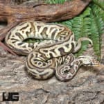 Yearling Male Pastel Leopard Spotnose Het Clown Ball Python #J41 (Python regius) For Sale - Underground Reptiles