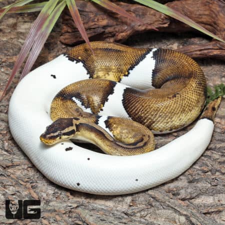 Adult Male Pastel Panther Pied Ball Python #J65 (Python regius) For Sale - Underground Reptiles