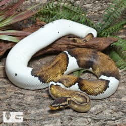 Adult Male Pastel Panther Pied Ball Python #J65 (Python regius) For Sale - Underground Reptiles