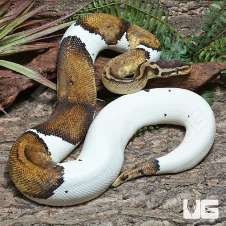 Adult Male Pastel Panther Pied Ball Python #J65 (Python regius) For Sale - Underground Reptiles