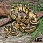 Yearling Male Pastel Pos. Super Mandarin Ball Python (Python regius) For Sale - Underground Reptiles
