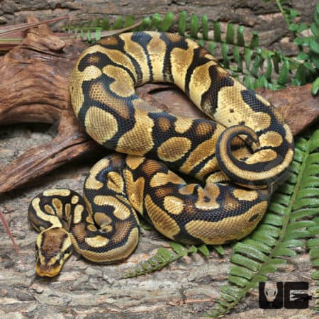 Adult Pastel Ball Pythons For Sale - Underground Reptiles