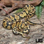 Yearling Male Pastel Pos. Super Mandarin Ball Python (Python regius) For Sale - Underground Reptiles