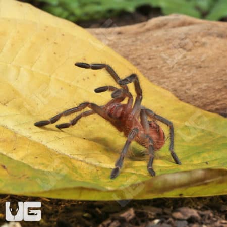 Purple Starburst Birdeater Tarantula (Pamphobeteus machala) for sale