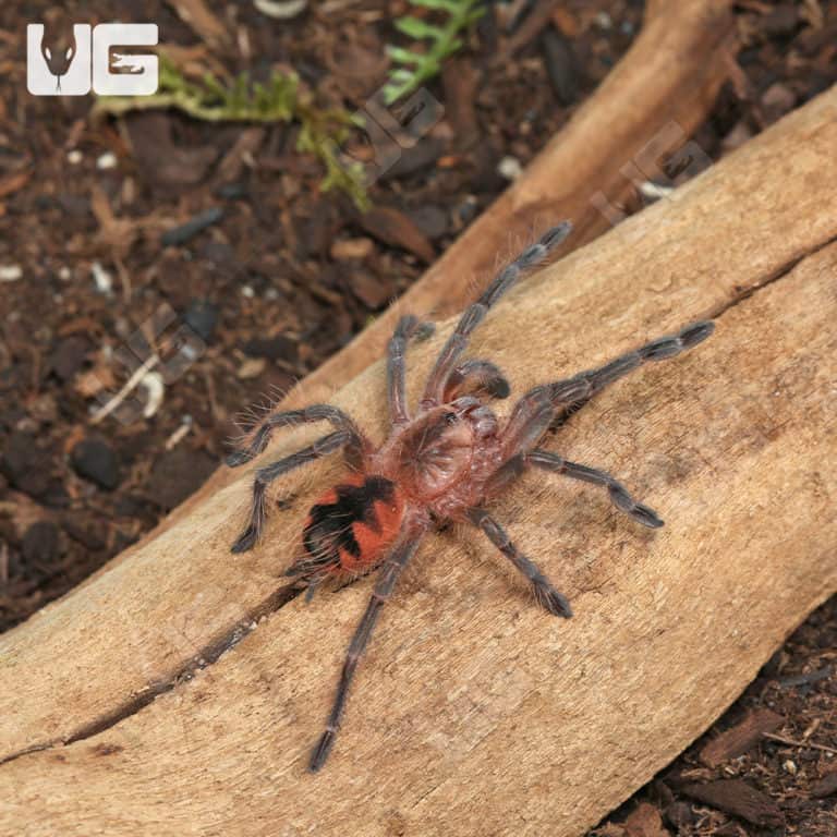 Purple Starburst Birdeater Tarantula (Pamphobeteus machala) For Sale