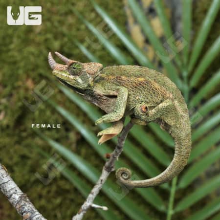 Rainbow Jacksons Chameleons (Jacksonii jacksonii) for sale