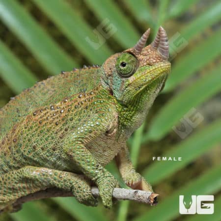 Rainbow Jacksons Chameleons (Jacksonii jacksonii) for sale