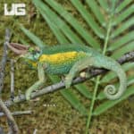 Rainbow Jacksons Chameleons (Jacksonii jacksonii) for sale