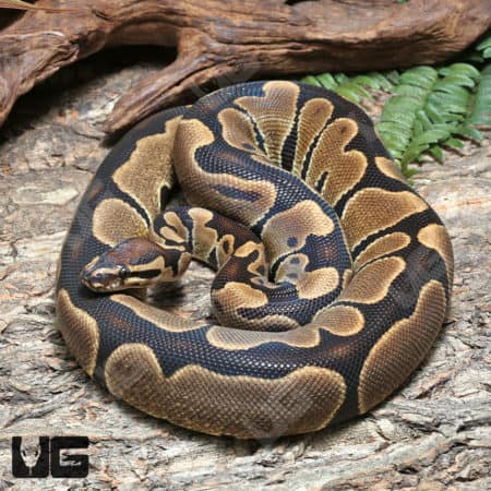Adult Male Scaleless Head Het Albino Ball Python #J71 (Python regius) For Sale - Underground Reptiles