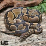 Adult Male Scaleless Head Het Albino Ball Python #J71 (Python regius) For Sale - Underground Reptiles