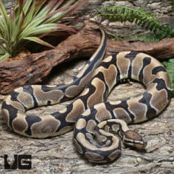 Adult Male Scaleless Head Ball Python #J72 (Python regius) For Sale - Underground Reptiles