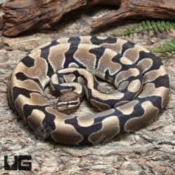Adult Male Scaleless Head Ball Python #J72 (Python regius) For Sale - Underground Reptiles