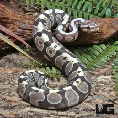 Yearling Scaleless Het Clown Ball Python (#J51 #J52 #J54) (Python regius) For Sale - Underground Reptiles