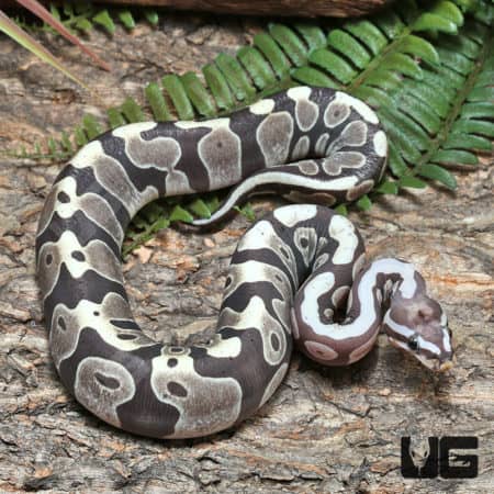 Yearling Scaleless Het Clown Ball Python (#J51 #J52 #J54) (Python regius) For Sale - Underground Reptiles