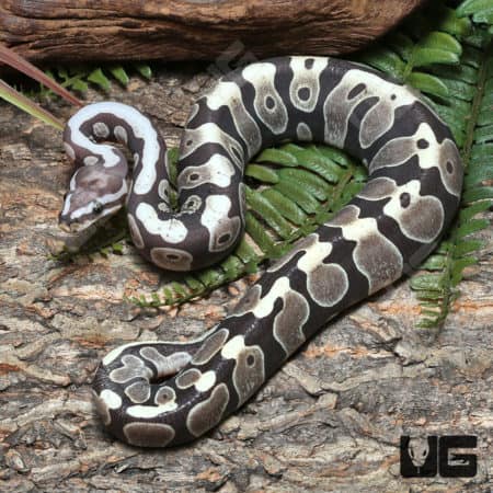 Yearling Scaleless Het Clown Ball Python (#J51 #J52 #J54) (Python regius) For Sale - Underground Reptiles