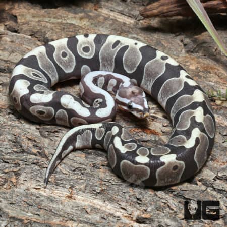 Yearling Scaleless Het Clown Ball Python (#J51 #J52 #J54) (Python regius) For Sale - Underground Reptiles