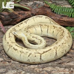 Adult Male Spider Pinstripe Pastel Mandarin Fire Ball Python #J73 (Python regius) For Sale - Underground Reptiles