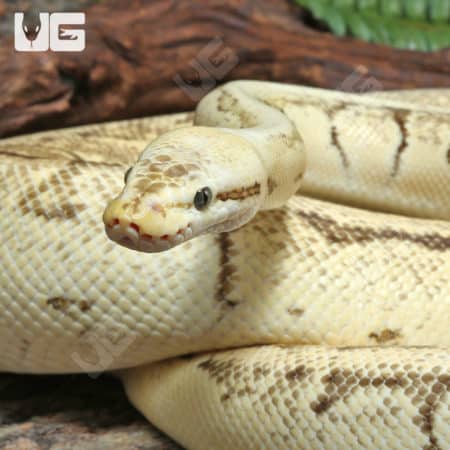 Adult Male Spider Pinstripe Pastel Mandarin Fire Ball Python #J73 (Python regius) For Sale - Underground Reptiles