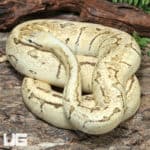 Adult Male Spider Pinstripe Pastel Mandarin Fire Ball Python #J73 (Python regius) For Sale - Underground Reptiles