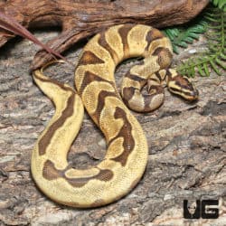 Yearling Male Super OD Super Enchi YB/Asphalt Ball Python #J45 (Python regius) For Sale - Underground Reptiles
