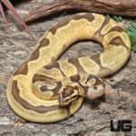 Yearling Male Super OD Super Enchi YB/Asphalt Ball Python #J45 (Python regius) For Sale - Underground Reptiles