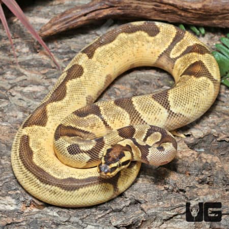 Yearling Male Super OD Super Enchi YB/Asphalt Ball Python #J45 (Python regius) For Sale - Underground Reptiles