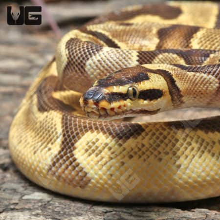 Yearling Male Super OD Super Enchi YB/Asphalt Ball Python #J45 (Python regius) For Sale - Underground Reptiles