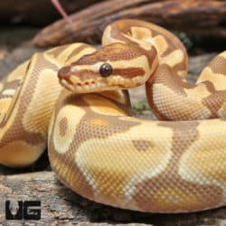 Yearling Male Super OD Ultra-mel Het Cryptic Ball Python (#J34, #J35) (Python regius) For Sale - Underground Reptiles