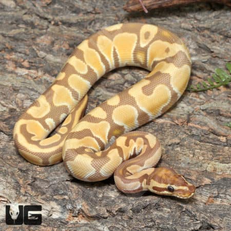 Yearling Male Super OD Ultra-mel Het Cryptic Ball Python (#J34, #J35) (Python regius) For Sale - Underground Reptiles