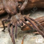 Saraburi Earth Tiger Tarantula (Chilobrachys sp) For Sale - Underground Reptiles