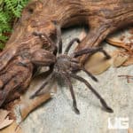 Saraburi Earth Tiger Tarantula (Chilobrachys sp) For Sale - Underground Reptiles