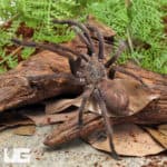 Saraburi Earth Tiger Tarantula (Chilobrachys sp) For Sale - Underground Reptiles